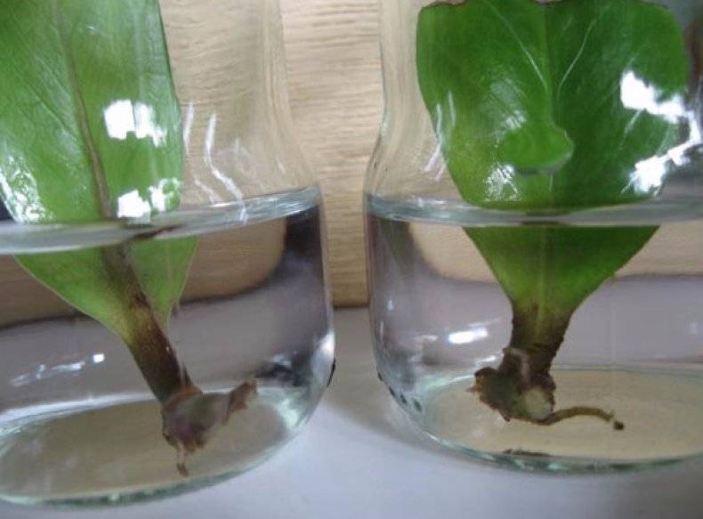 Как размножить замиокулькас листом
