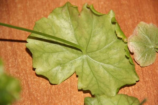 Почему у герани краснеют листья: основные причины