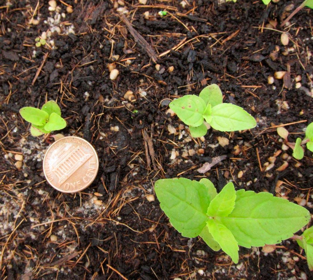 Шпрекелия — выращивание и уход в открытом грунте