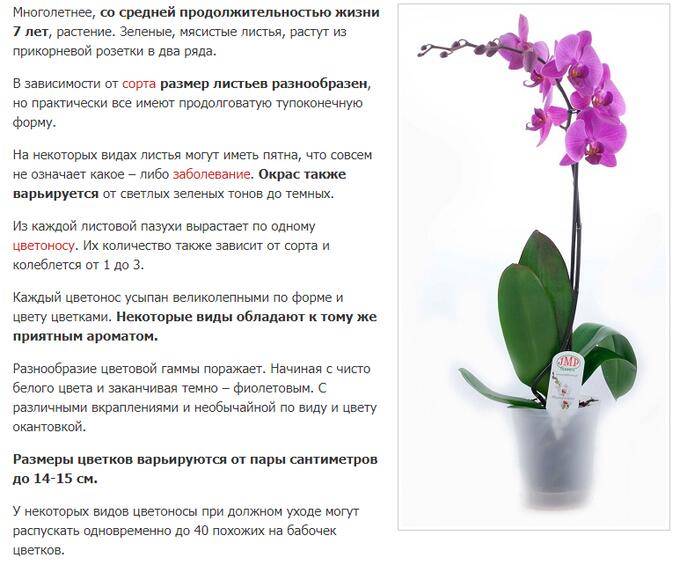 Уход за орхидей во время цветения: какой должна быть грамотная забота в домашних условиях, как продлить или сократить этот период, возможны ли проблемы?