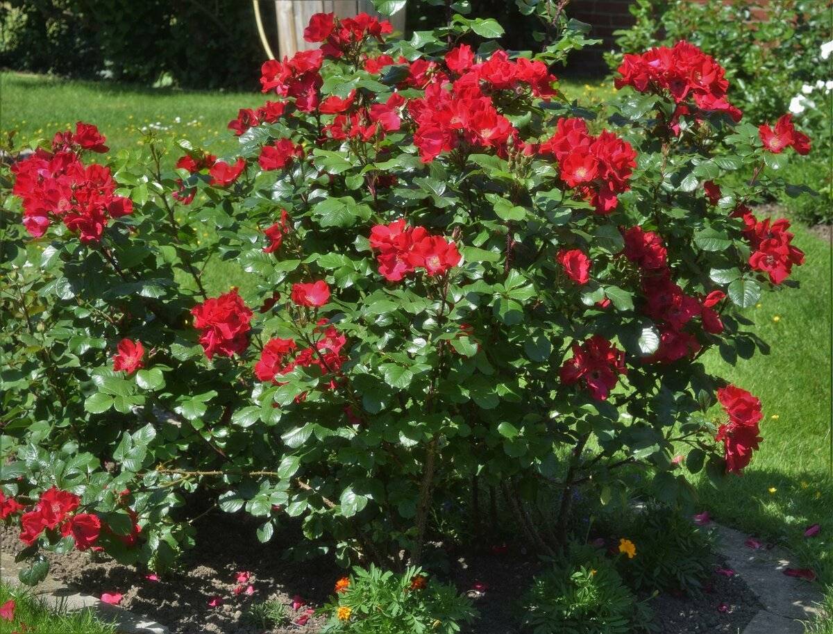 Розы парковые фото сорта описание название парковая роза посадка и уход в открытом грунте укрытие на зиму