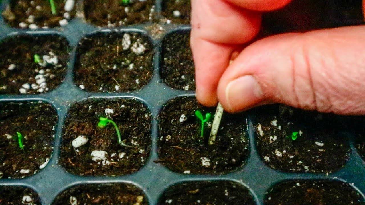 Катарантус — выращивание из семян: когда сажать на рассаду