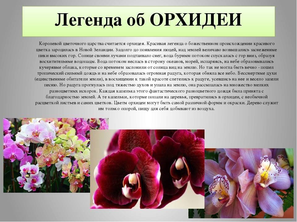 Характеристика орхидеи и подробное описание цветка orchidfan.ru