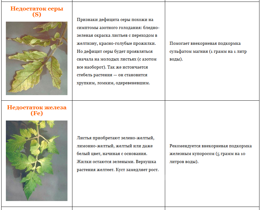 Калатея - сохнут, желтеют и скручиваются листья. | 7flower.ru