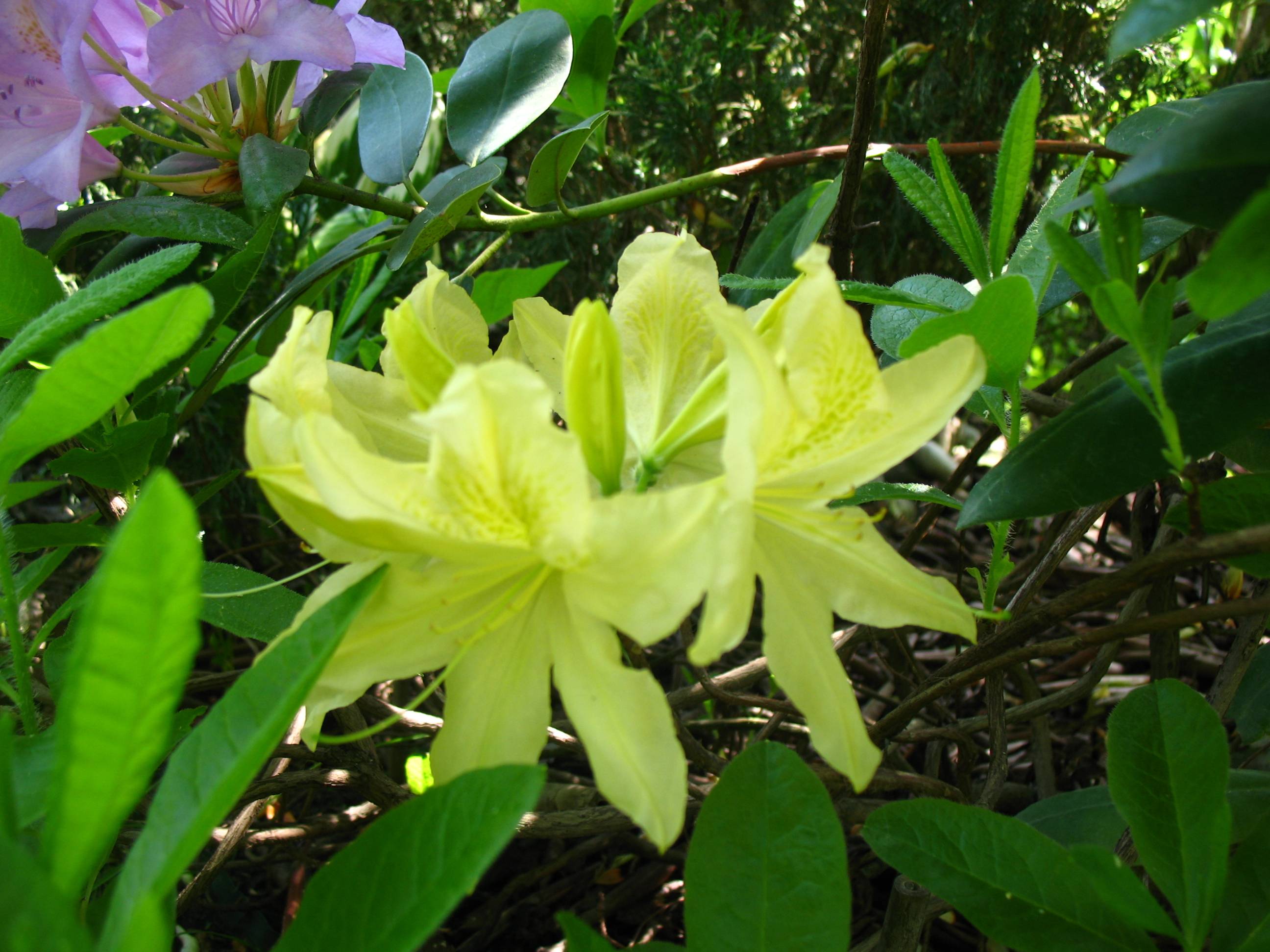 Рододендрон - альпийская роза рододендрон садовый: посадка и уход в открытом грунте, фото и описание растения, размножение в саду