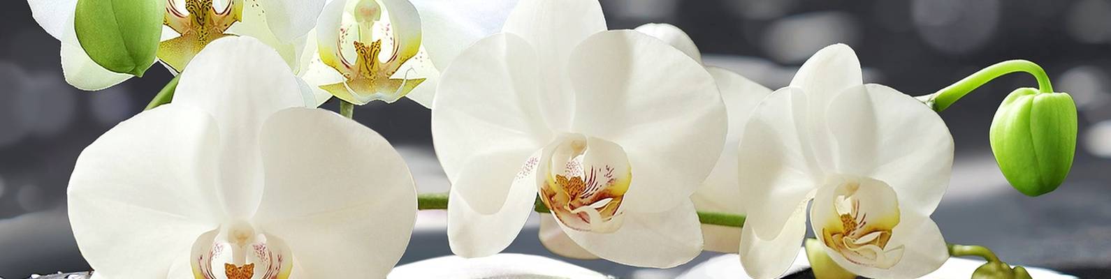 Какое влияние оказывает орхидея по фен-шуй на ваш дом