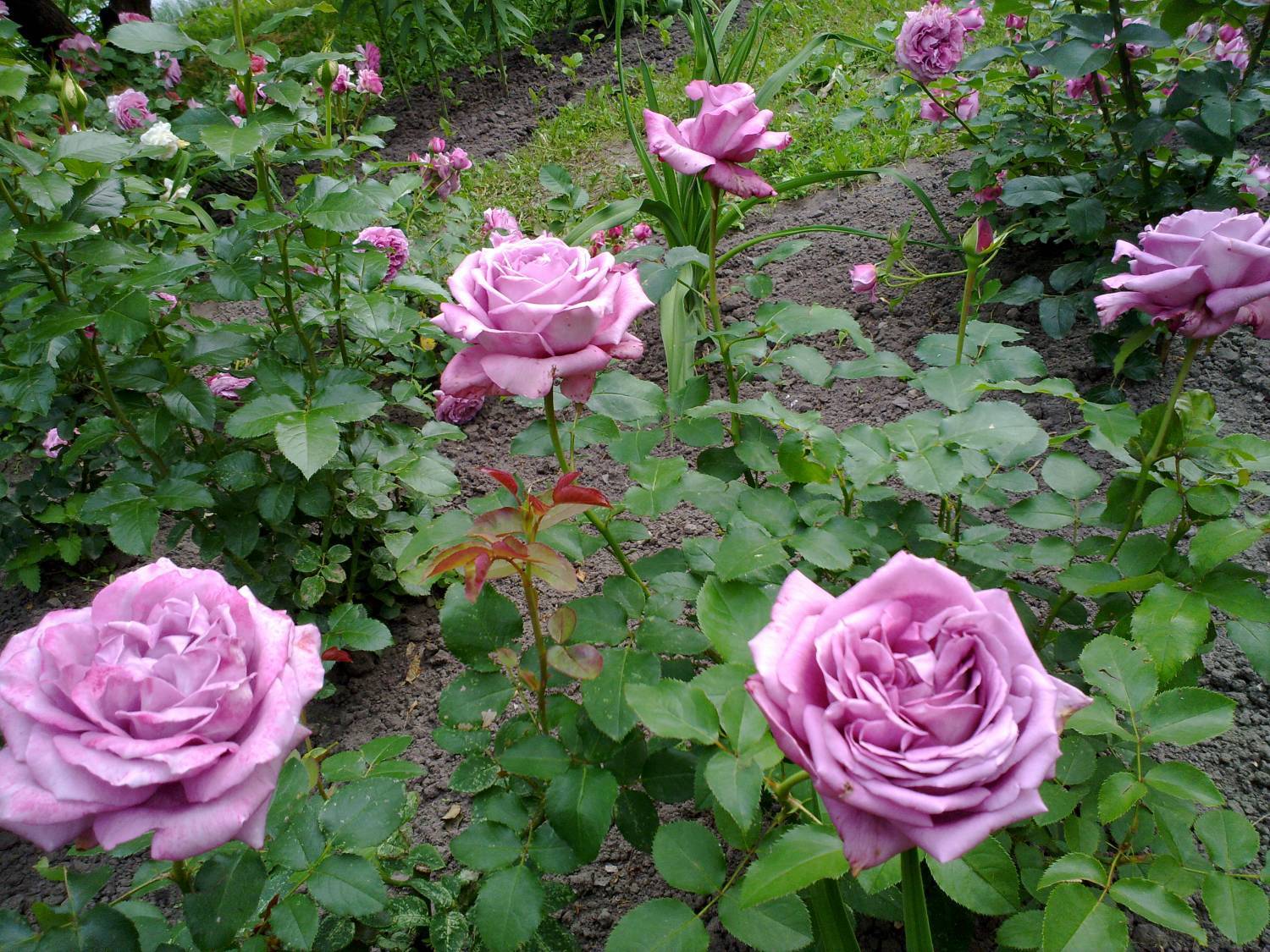 Роза клод брассер (claude brasseur) чайно-гибридная. роза клод брассер: особенности, посадка, уход и отзывы роза клод брассер отзывы