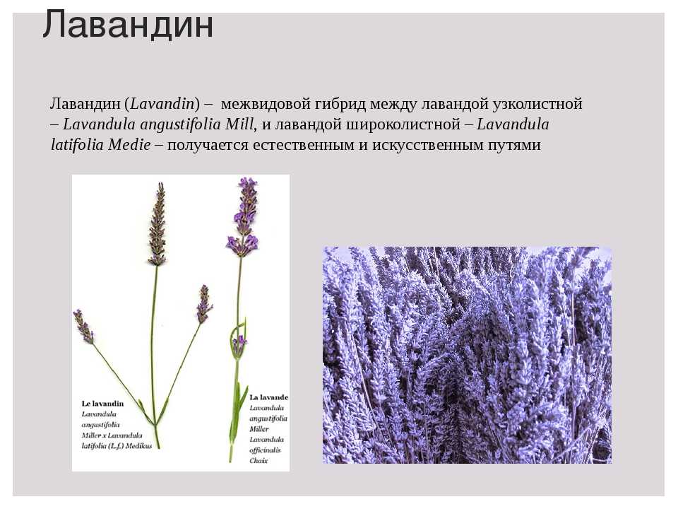 Лаванда - королева ароматов -растения -л -статьи