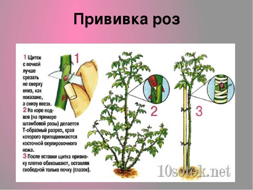 Как привить розу на шиповник / асиенда.ру