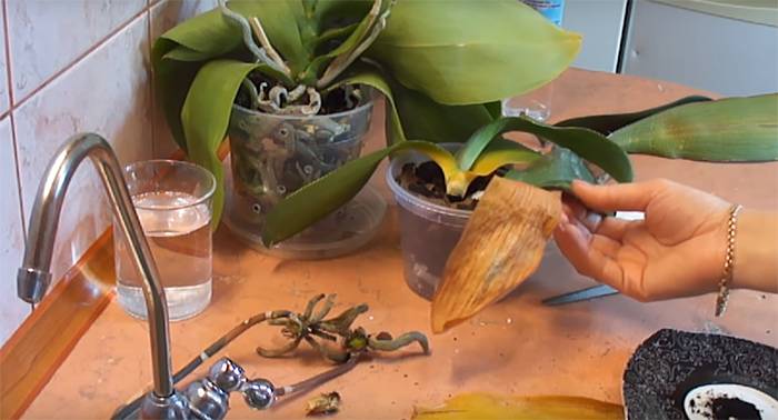 Как спасти орхидею без корней и без листьев, как реанимировать растение янтарной кислотой, если корневая система сгнила. видео о том, как ее восстановить