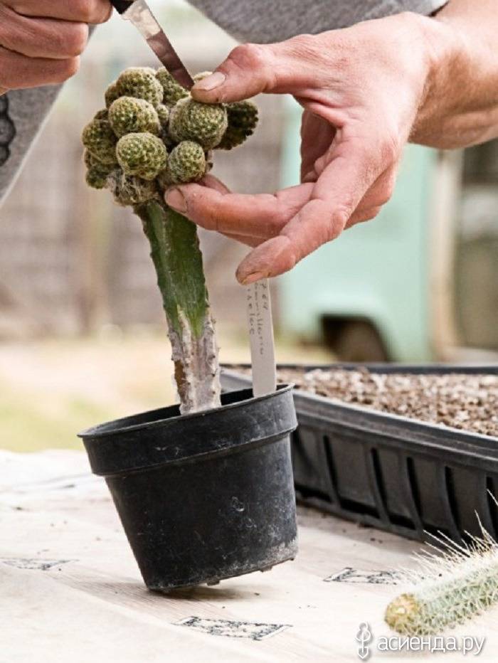 Выращиваем кактусы дома из семян: все что нужно знать