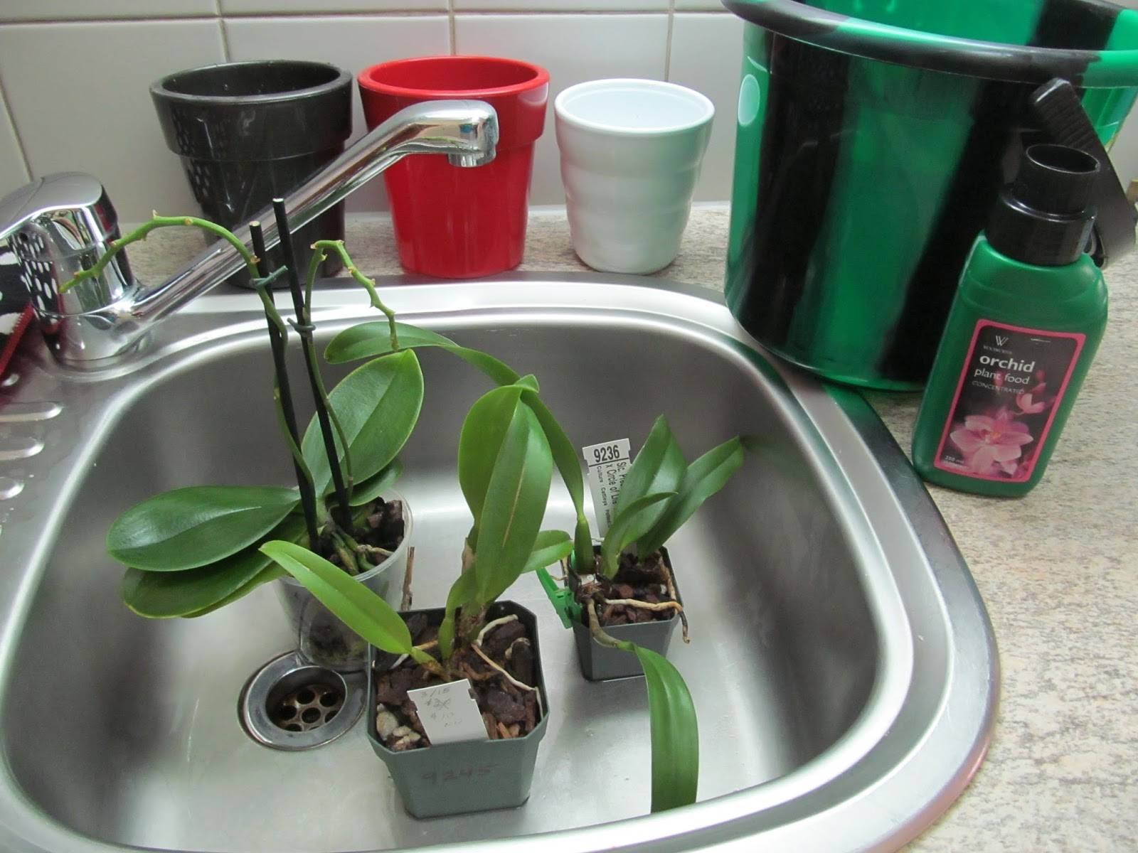 Как правильно и часто поливать орхидею фаленопсис в домашних условиях во время и после цветения | оазис в доме