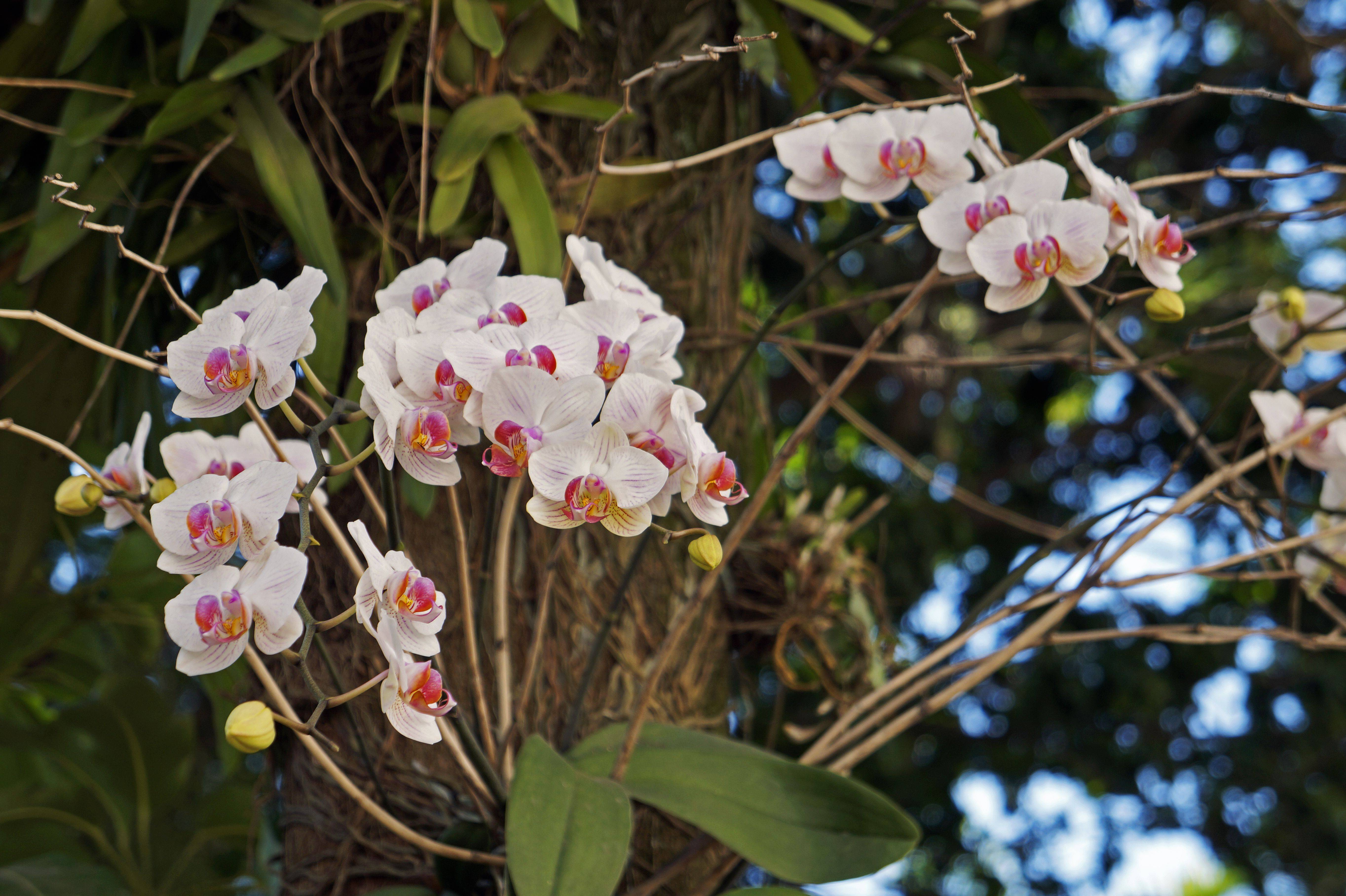 Орхидеи в природе, фото и где растет