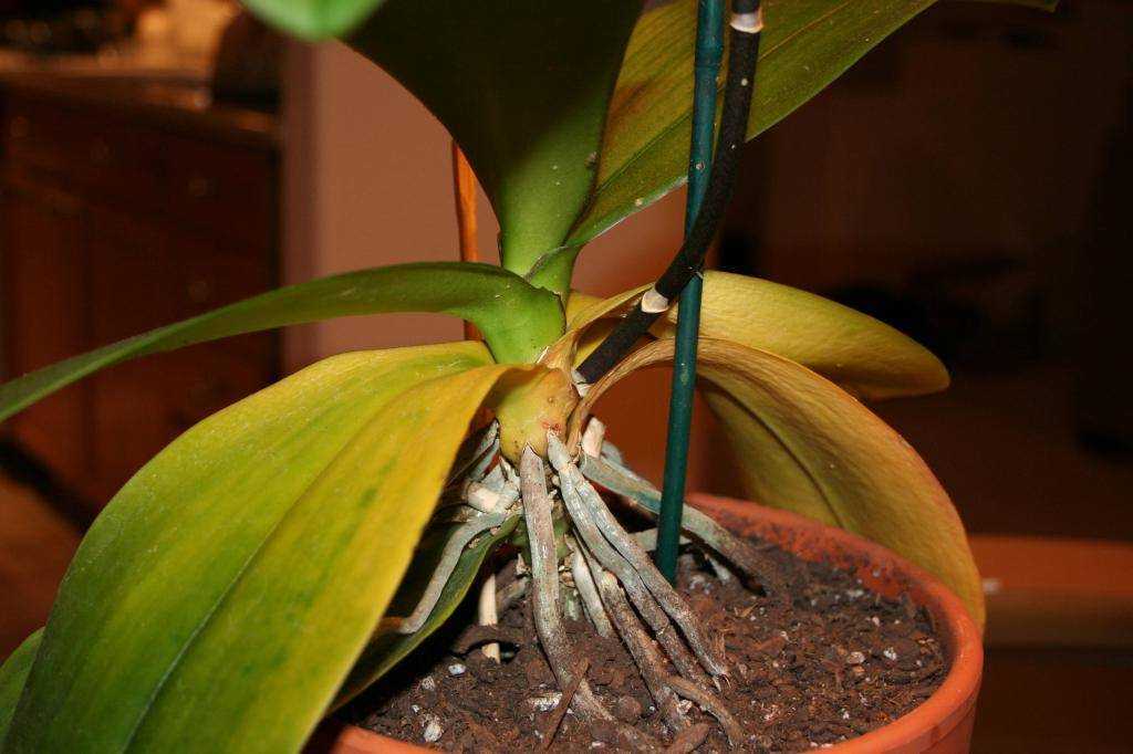 Что делать, если у орхидеи желтеют листья: как спасти растение, фото и видео от специалистов