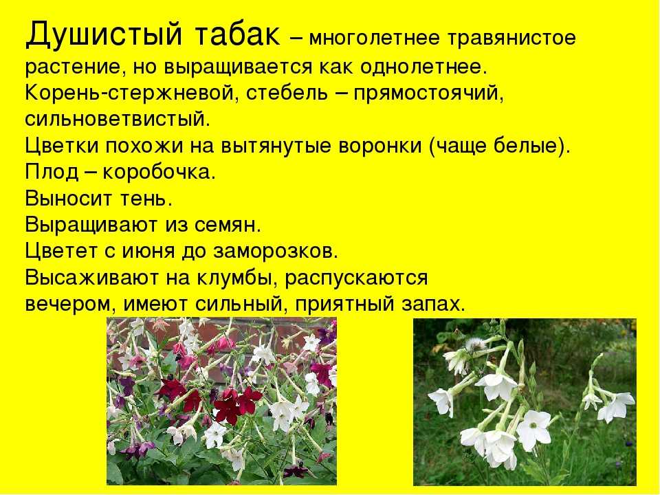 Цветы душистый табак: выращивание, посадка и уход (фото)