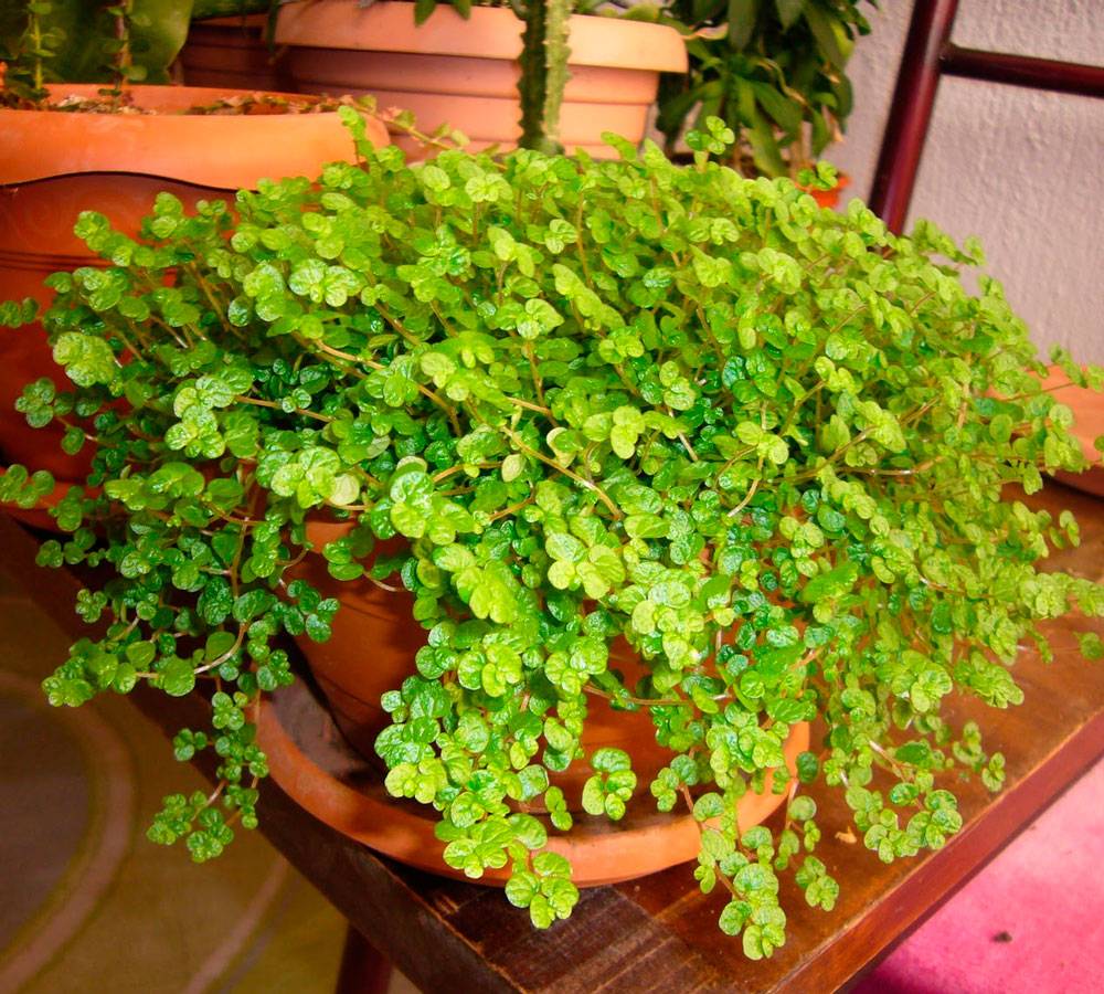 Комнатное растение солейролия: фото, посадка и уход