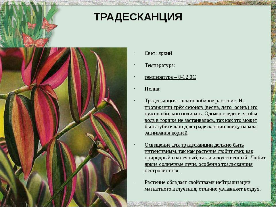 Зебрина: фото, советы и рекомендации по уходу | flori-da.ru