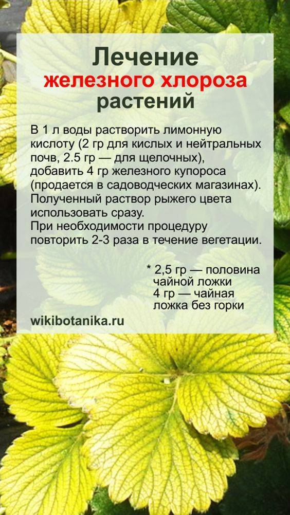Бледнеют листья гортензии, как лечить? / асиенда.ру