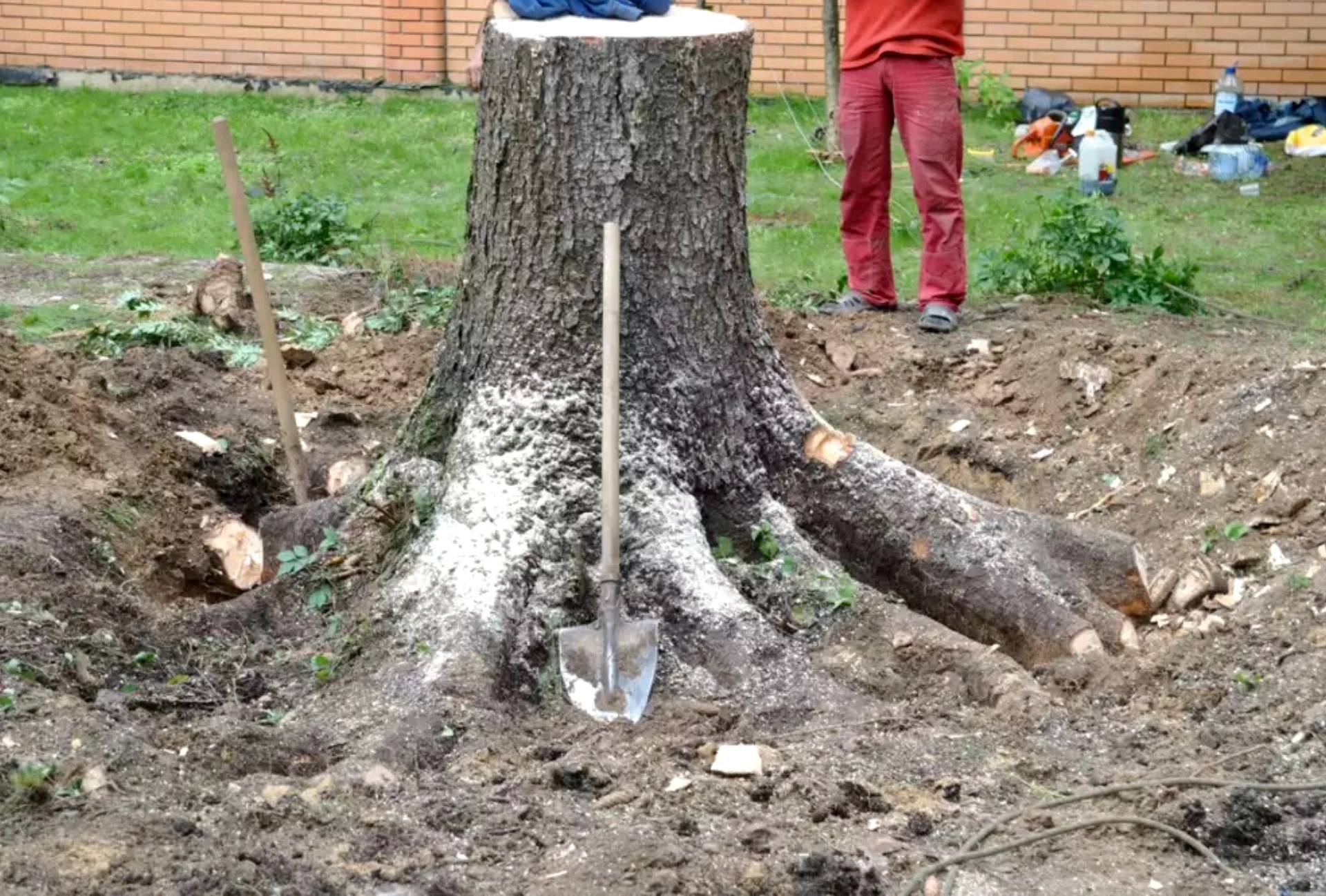 Как избавиться от корней деревьев на участке без корчевания: народные средства от корня без выкорчевки, как уничтожить и как удалить селитрой, как убить химическим способом