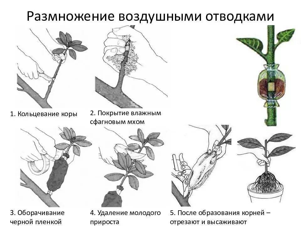 Капризное растение – кротон, размножение в домашних условиях - rostok.guru