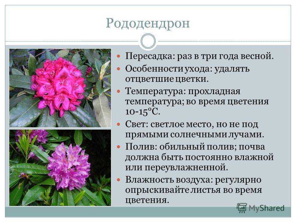Рододендрон кавказский: лечебные свойства и противопоказания, а также фото