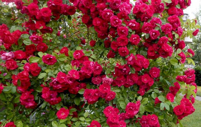 Плетистая роза "фламентанц": описание и фото