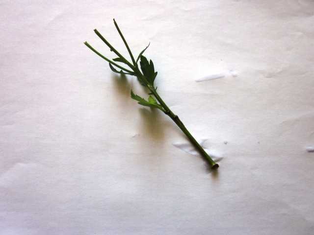 Как укоренить хризантему из букета в домашних условиях. пошагово с фото (весной, зимой, осенью 2020 года)