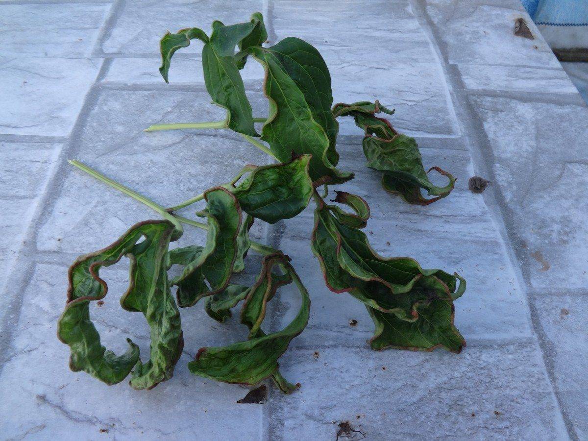 Почему у пионов скручиваются листья – основные причины и способы лечения [2019]