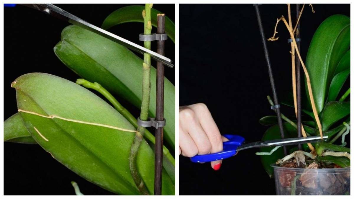 Орхидея отцвела, что делать со стрелкой дальше: как нужно действовать, если стебель засыхает или, когда еще зеленый после опадания бутонов, как выглядит на фото?