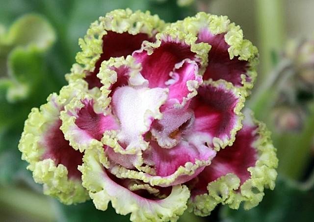Фиалка Ледяная роза — описание и характеристики сорта