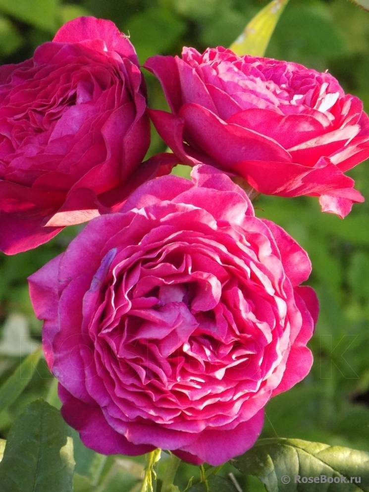 Описание чайно-гибридной розы иоганн вольфганг фон гете: выращивание и уход