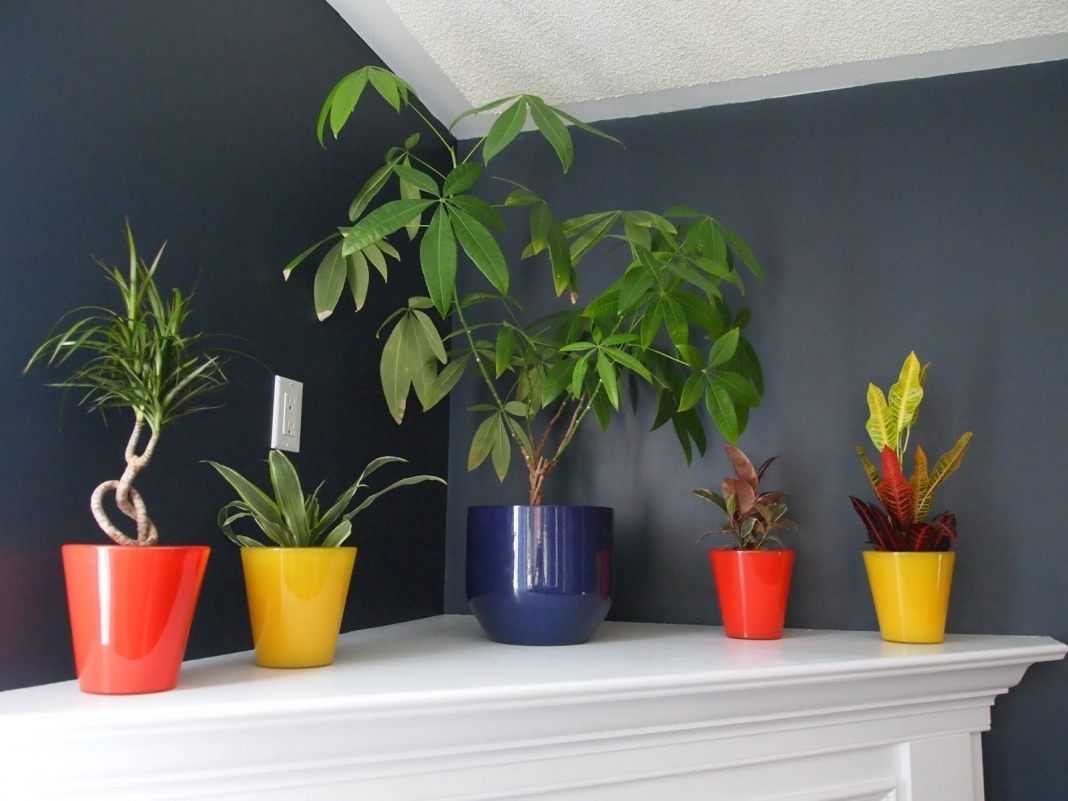 Тенелюбивые комнатные растения- список названий с фото