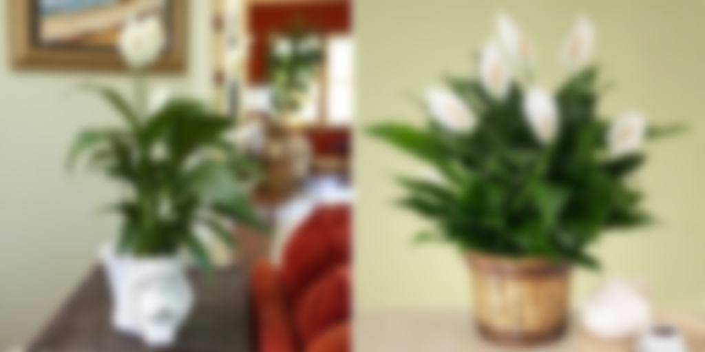 Почему не цветет спатифиллум в домашних условиях? как заставить спатифиллум цвести
