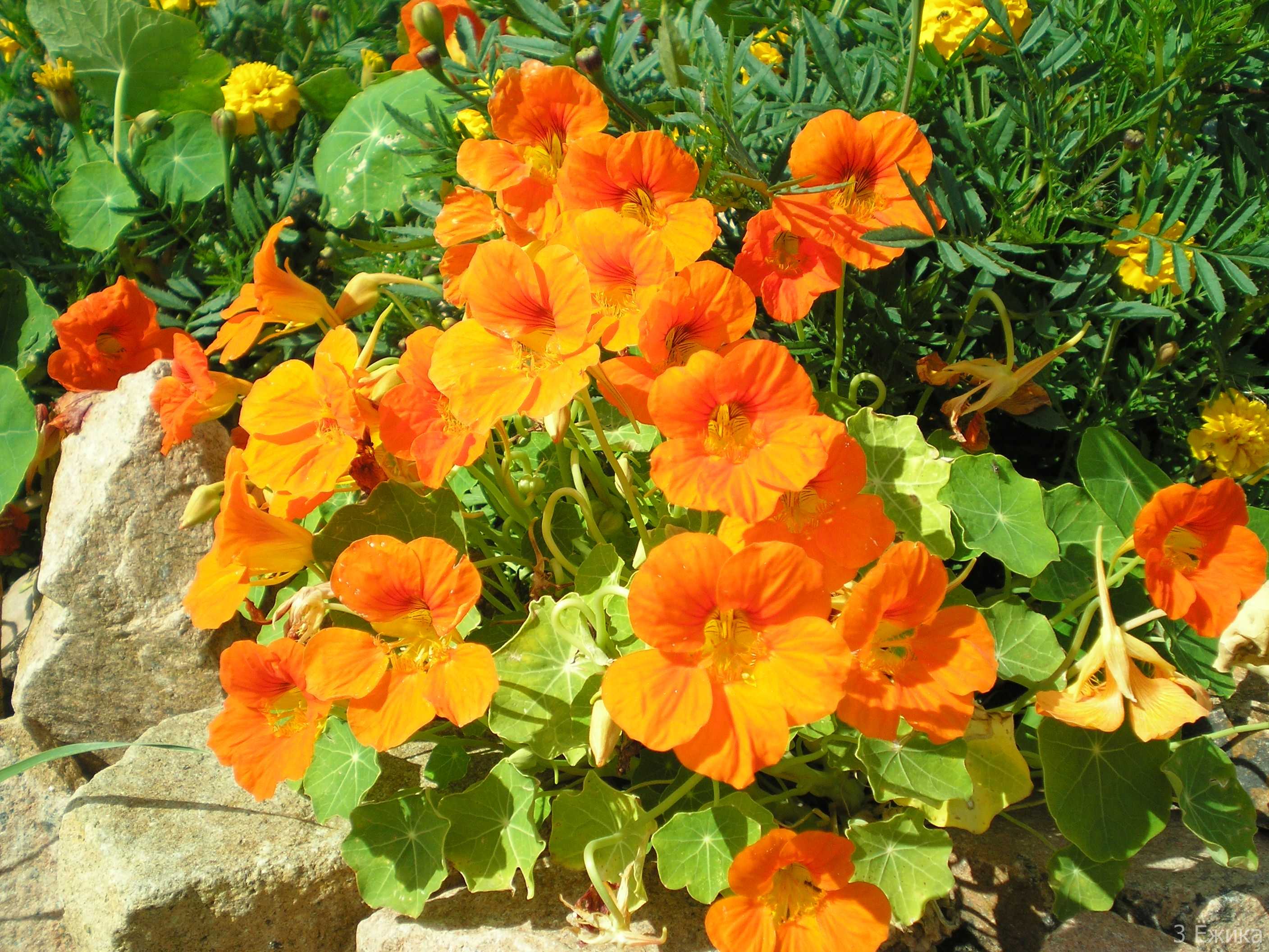 Настурция в саду: польза цветов + как посадить - теплицы + парники своими руками