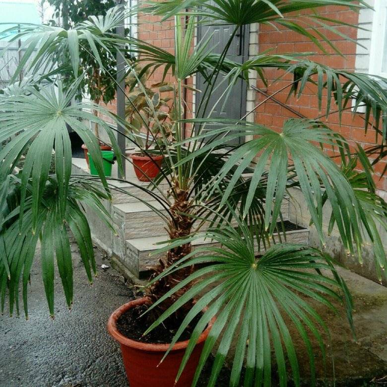 Трахикарпус: фото пальмы, уход в домашних условиях, выращивание в открытом грунте, как вырастить из семян, размножение, комнатное растение, на улице