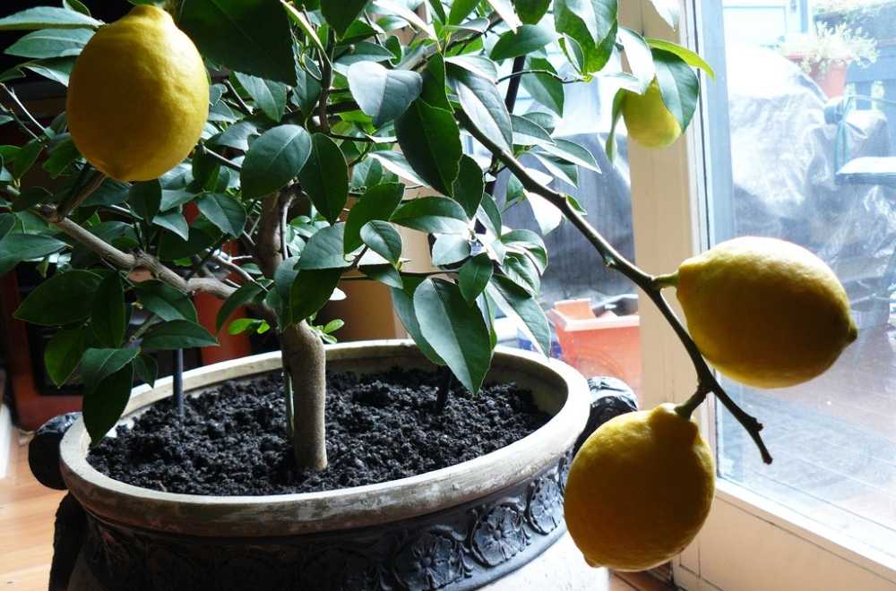 35 сортов комнатных лимонов, фото и описание