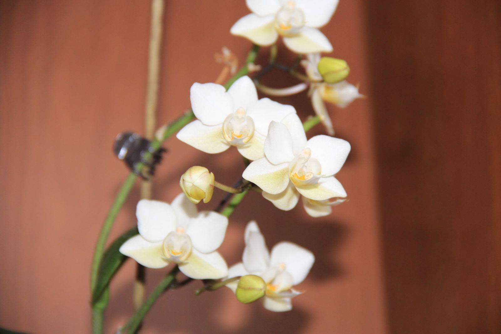 Тайны несравненной орхидеи. история цветка