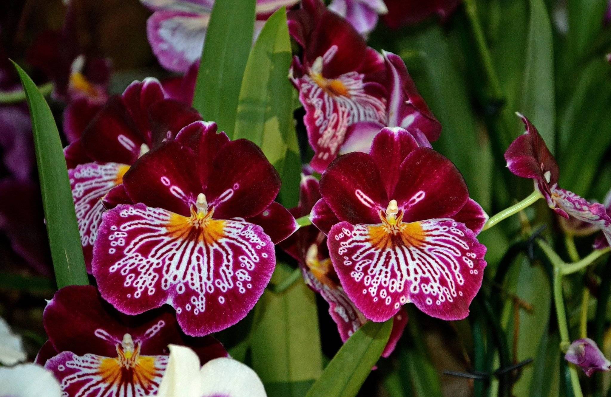 Мильтония – орхидея «анютины глазки»