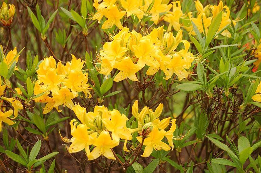 Азалия желтая - представитель рододендронов, который подходит для выращивания и в садовых условиях, и в комнатных.