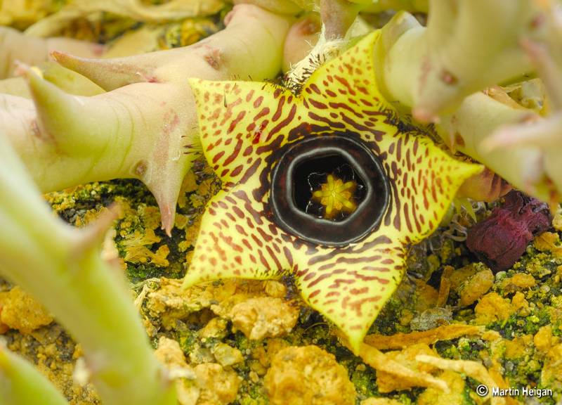 Уход за stapelia variegata, цветком ящерицы | кибер-кактус