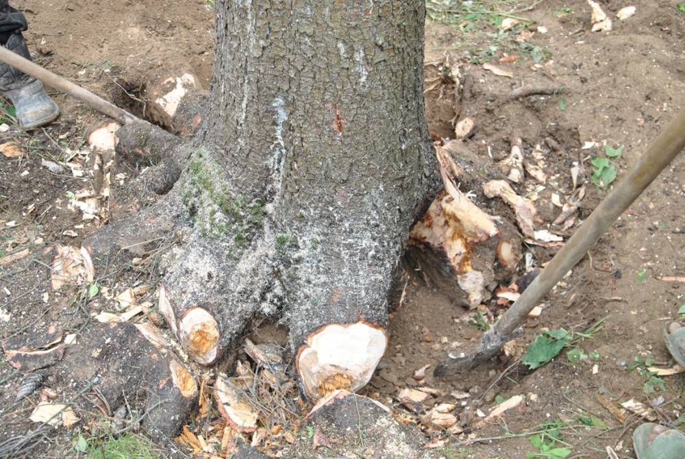 Как засушить и уничтожить дерево на корню незаметно