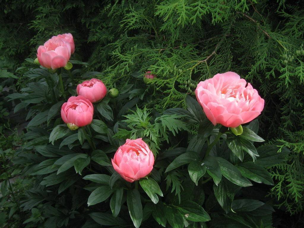 Pink hawaiian coral peony variety and growing guide | home for the harvest