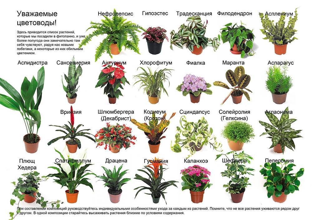 Растения с мелкими цветками: описание с фото лучших цветов | огородникам инфо