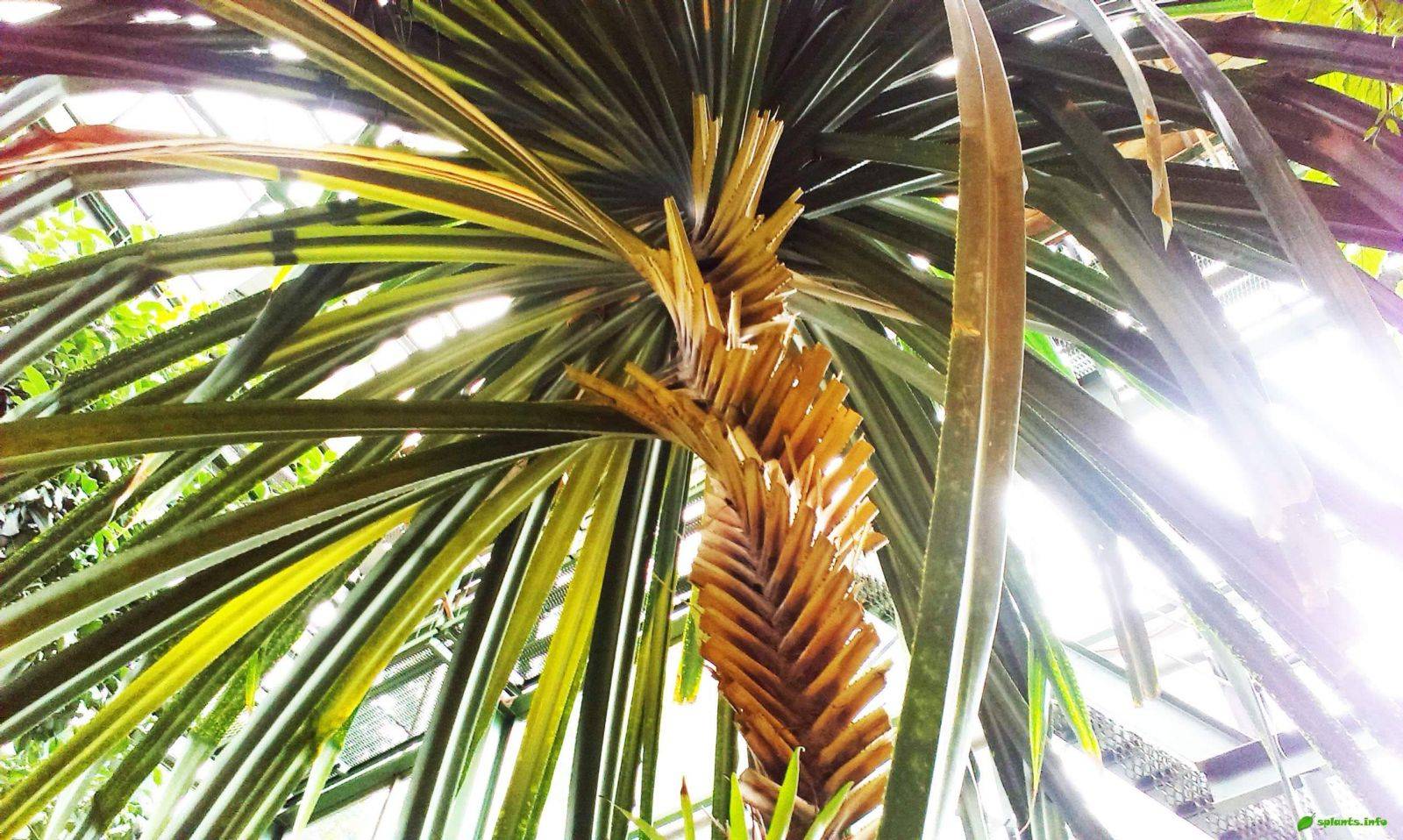 Панданус: уход в домашних условиях за этой пальмой, описание цветка, и как размножить комнатное растение?