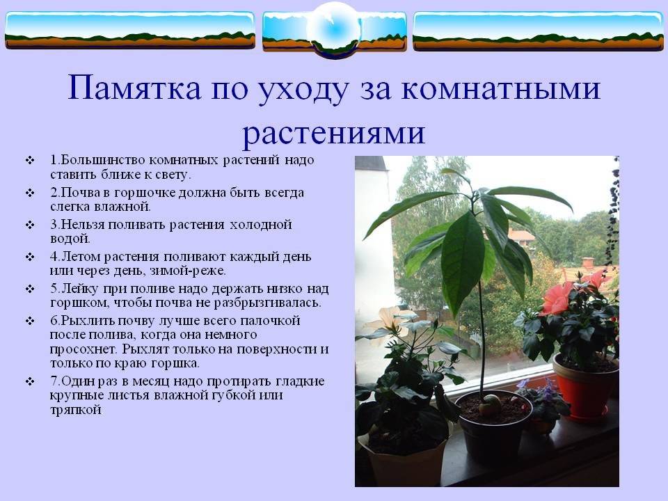 Комнатная мята или плектрантус: уход в домашних условиях, фото декоративного растения с эффектным видом и приятным ароматом
