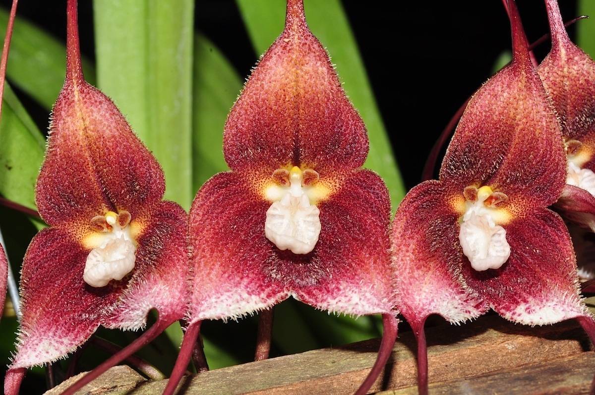 14 самых необычных орхидей, которые поражают своей красотой