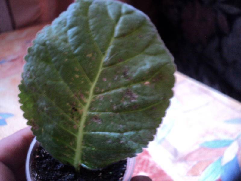 Почему у глоксинии на листьях коричневые пятна, сохнут и вянут: лечение болезней