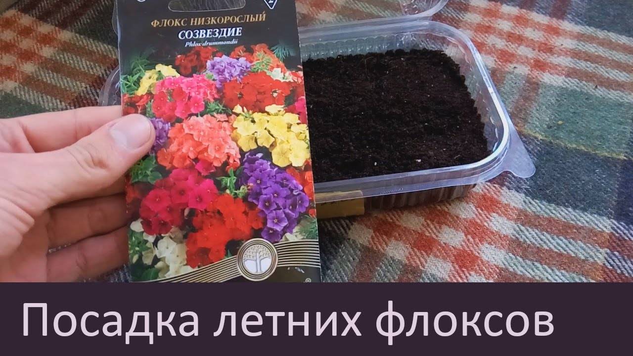 Цветок флокс: фото с описанием, посадка и уход - sadovnikam.ru