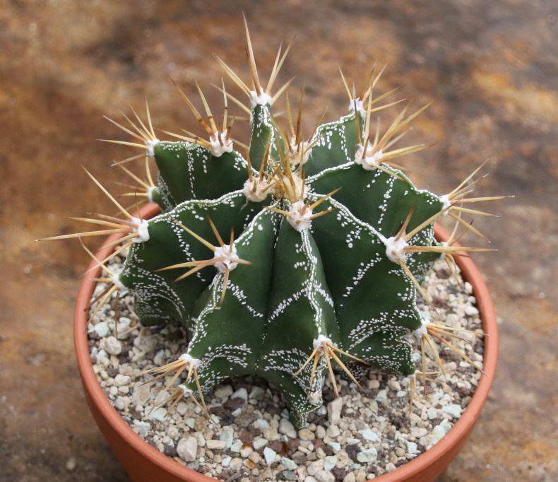 Астрофитум (звездный кактус) – выращивание, уход в домашних условиях