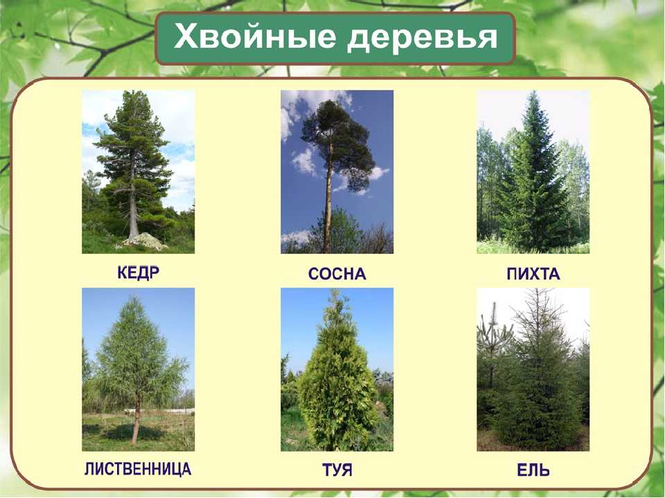 Хвойные деревья: 140 фото видов, правила выбора и обзор идей применения хвои